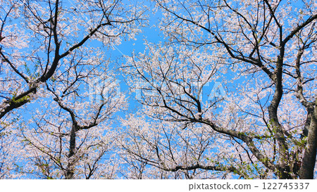 Cherry blossoms and blue sky Cherry blossoms and blue sky 122745337