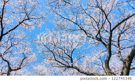  Cherry blossoms and blue sky 122745346
