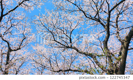  Cherry blossoms and blue sky 122745347