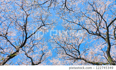  Cherry blossoms and blue sky 122745349