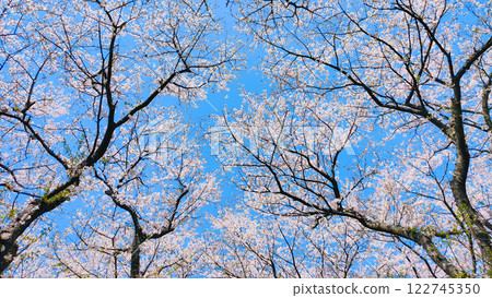  櫻花和藍天 122745350