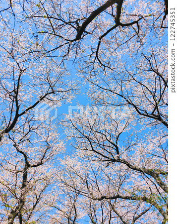  Cherry blossoms and blue sky 122745351