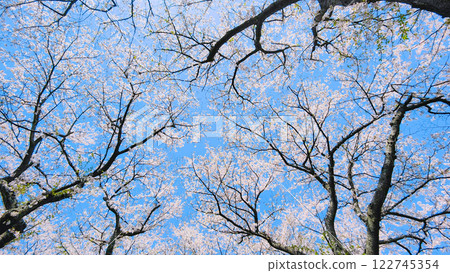 櫻花和藍天 櫻花和藍天 122745354