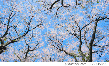  Cherry blossoms and blue sky 122745356