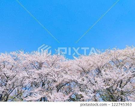  櫻花和藍天 122745363