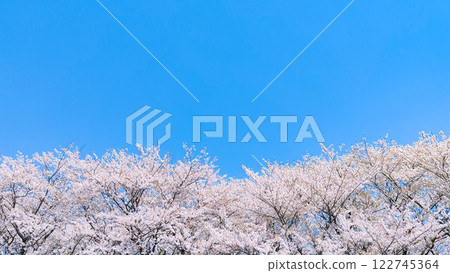  櫻花和藍天 122745364