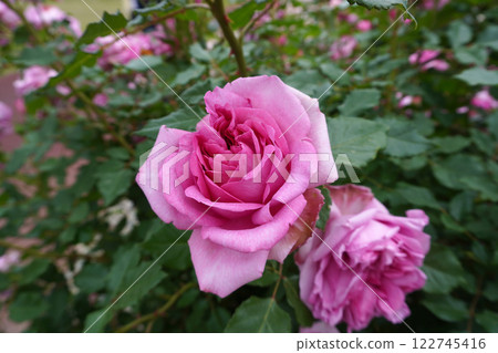 玫瑰龐巴杜 01 122745416