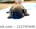 new born french bulldog Puppie 122745446