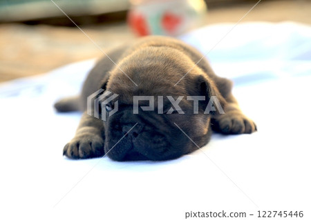 new born french bulldog Puppie new born french bulldog Puppie 122745446