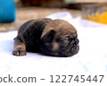 new born french bulldog Puppie 122745447