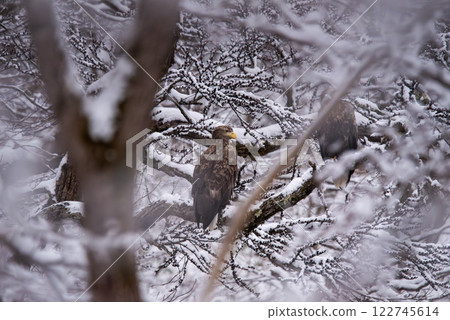 一隻白尾鷹棲息在積雪的樹枝上 3 122745614