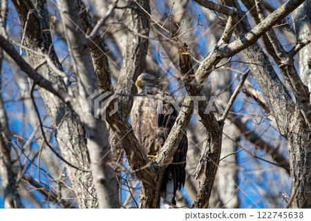 A white-tailed eagle among dead winter branches 1 A white-tailed eagle among dead winter branches 1 122745638