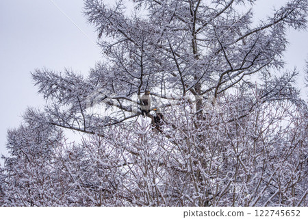 Tree with Steller's sea eagles and white-tailed eagles 122745652