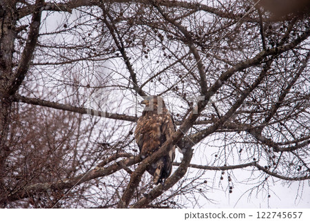 A white-tailed eagle perched on a dead branch in winter, facing right A white-tailed eagle perched on a dead branch in winter, facing right 122745657