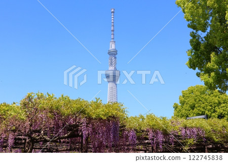 龜戶天神社的紫藤節和東京晴空塔的藤架 龜戶天神 龜戶天滿宮 東京都江東區龜戶 龜戶天神社的紫藤節和東京晴空塔的藤架 龜戶天神 龜戶天滿宮 東京都江東區龜戶 122745838