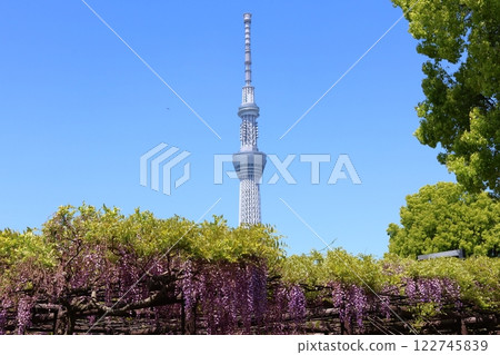 Kameido Tenjin Shrine's Wisteria Festival and Tokyo Skytree Fuji trellis Kameido Tenjin Kameido Tenmangu Shrine Kameido, Koto-ku, Tokyo Kameido Tenjin Shrine's Wisteria Festival and Tokyo Skytree Fuji trellis Kameido Tenjin Kameido Tenmangu Shrine Kameido, Koto-ku, Tokyo 122745839