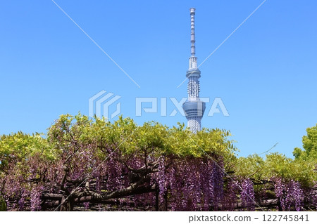Kameido Tenjin Shrine's Wisteria Festival and Tokyo Skytree Fuji trellis Kameido Tenjin Kameido Tenmangu Shrine Kameido, Koto-ku, Tokyo 122745841