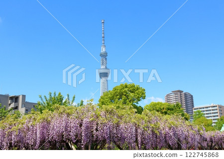 龜戶天神社的紫藤節和東京晴空塔的藤架 龜戶天神 龜戶天滿宮 東京都江東區龜戶 龜戶天神社的紫藤節和東京晴空塔的藤架 龜戶天神 龜戶天滿宮 東京都江東區龜戶 122745868