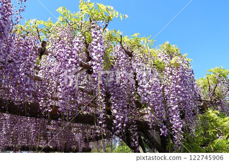 The wisteria festival at Kameido Tenjin Shrine in Kameido, Koto Ward, Tokyo 122745906