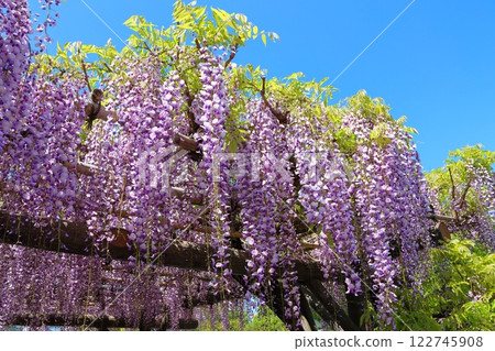 The wisteria festival at Kameido Tenjin Shrine in Kameido, Koto Ward, Tokyo 122745908