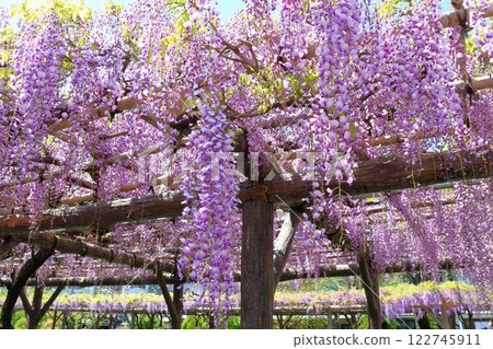 The wisteria festival at Kameido Tenjin Shrine in Kameido, Koto Ward, Tokyo The wisteria festival at Kameido Tenjin Shrine in Kameido, Koto Ward, Tokyo 122745911