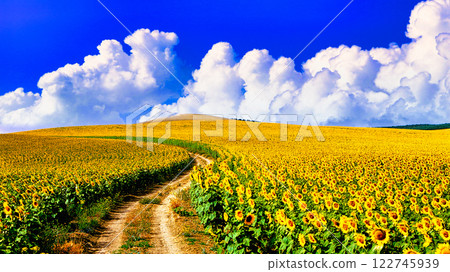 Spectacular views of the beautiful sunflower fields of Andalusia 122745939