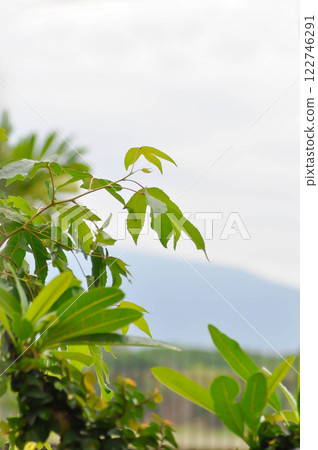 maple leaf, maple leaves or green leaf in rainy day and sky 122746291