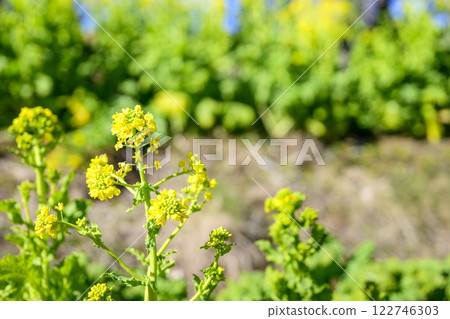 油菜花，春天的花朵，圖像 122746303