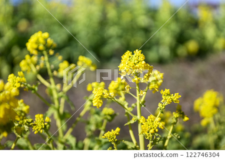 Rape blossoms, spring flowers, image Rape blossoms, spring flowers, image 122746304