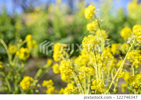 Rape blossoms, spring flowers, image Rape blossoms, spring flowers, image 122746347