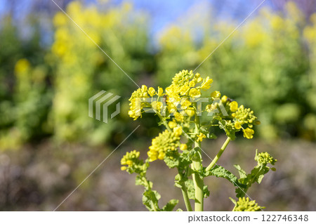 Rape blossoms, spring flowers, image Rape blossoms, spring flowers, image 122746348