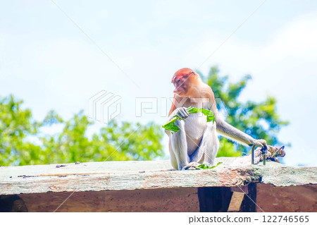 A playful Bekantan or Proboscis monkey munches on papaya leaf, surrounded by vibrant greenery, showcasing its curious nature in a lively habitat. 122746565