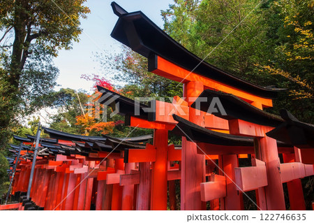 Top view of Torii gates by autumn maple leaf at Fushimi Inari, Kyoto Top view of Torii gates by autumn maple leaf at Fushimi Inari, Kyoto 122746635