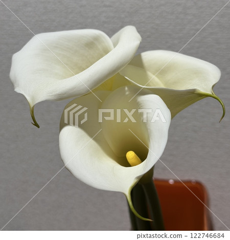 Calla lily (Araceae) flower 122746684