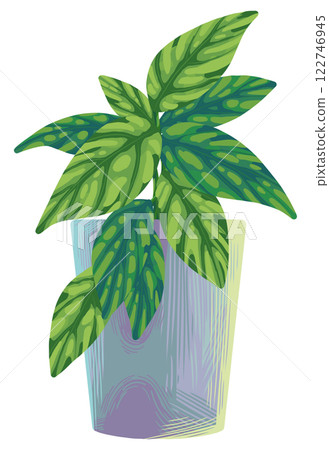 momstera karstenianum 122746945