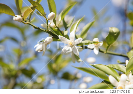 Mandarin orange flowers 122747018