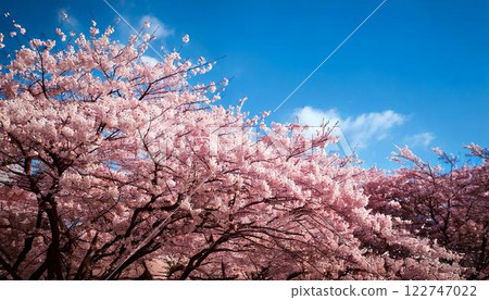 盛開的櫻花與藍天為背景 122747022