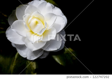 Blooming white camellia 122747202