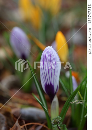 番紅花花蕾和雨滴 122747218