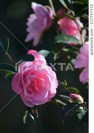 Tsubaki Williamsy Tsubaki Williamsy 122747318