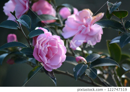 椿木威廉西 椿木威廉西 122747319