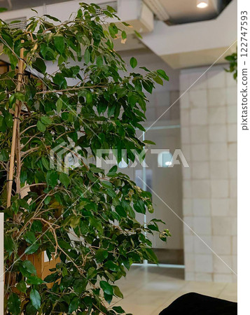A green tree stands in a coffee shop A green tree stands in a coffee shop 122747593