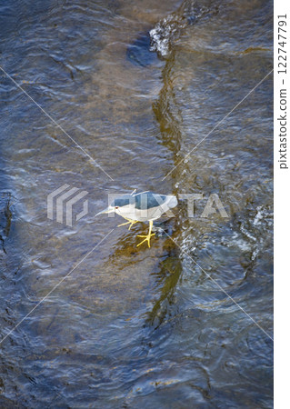 Night heron by the stream 122747791
