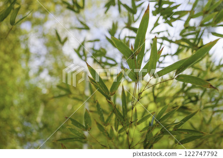 Bamboo forest environmental ecology image Bamboo forest environmental ecology image 122747792