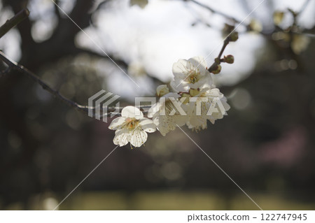 梅花在春風中搖曳 122747945