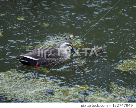 Ducks swimming on a thinly frozen pond 122747949