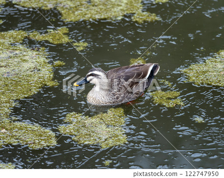 Ducks swimming on a thinly frozen pond 122747950