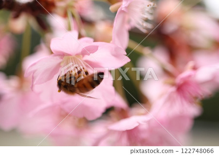 櫻花和蜜蜂 櫻花和蜜蜂 122748066
