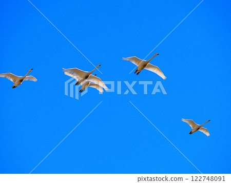 Swans fluttering 122748091