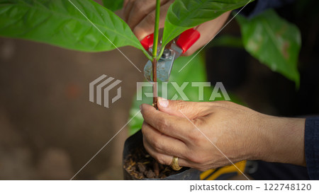 Grafting coffee shoots is a technique used to propagate coffee plants by joining a shoot from a desirable coffee variety onto a rootstock from another plant Grafting coffee shoots is a technique used to propagate coffee plants by joining a shoot from a desirable coffee variety onto a rootstock from another plant 122748120